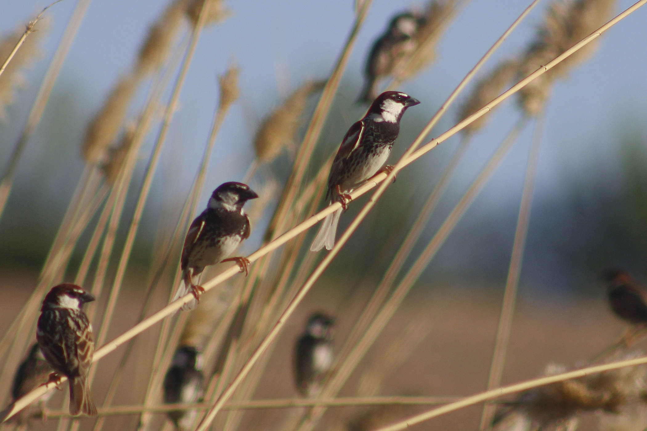 Spanish Sparrow